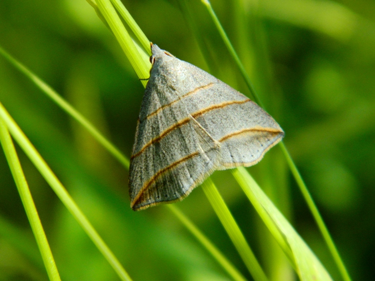 Un''altra Colobochila salicalis